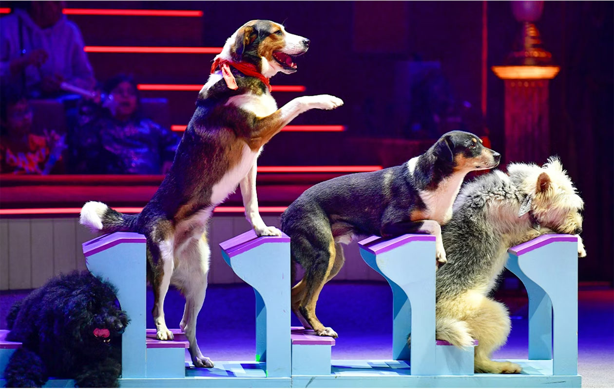 Entreeticket Circus Up! in Rotterdam of Utrecht Tribune C + Kidszone 