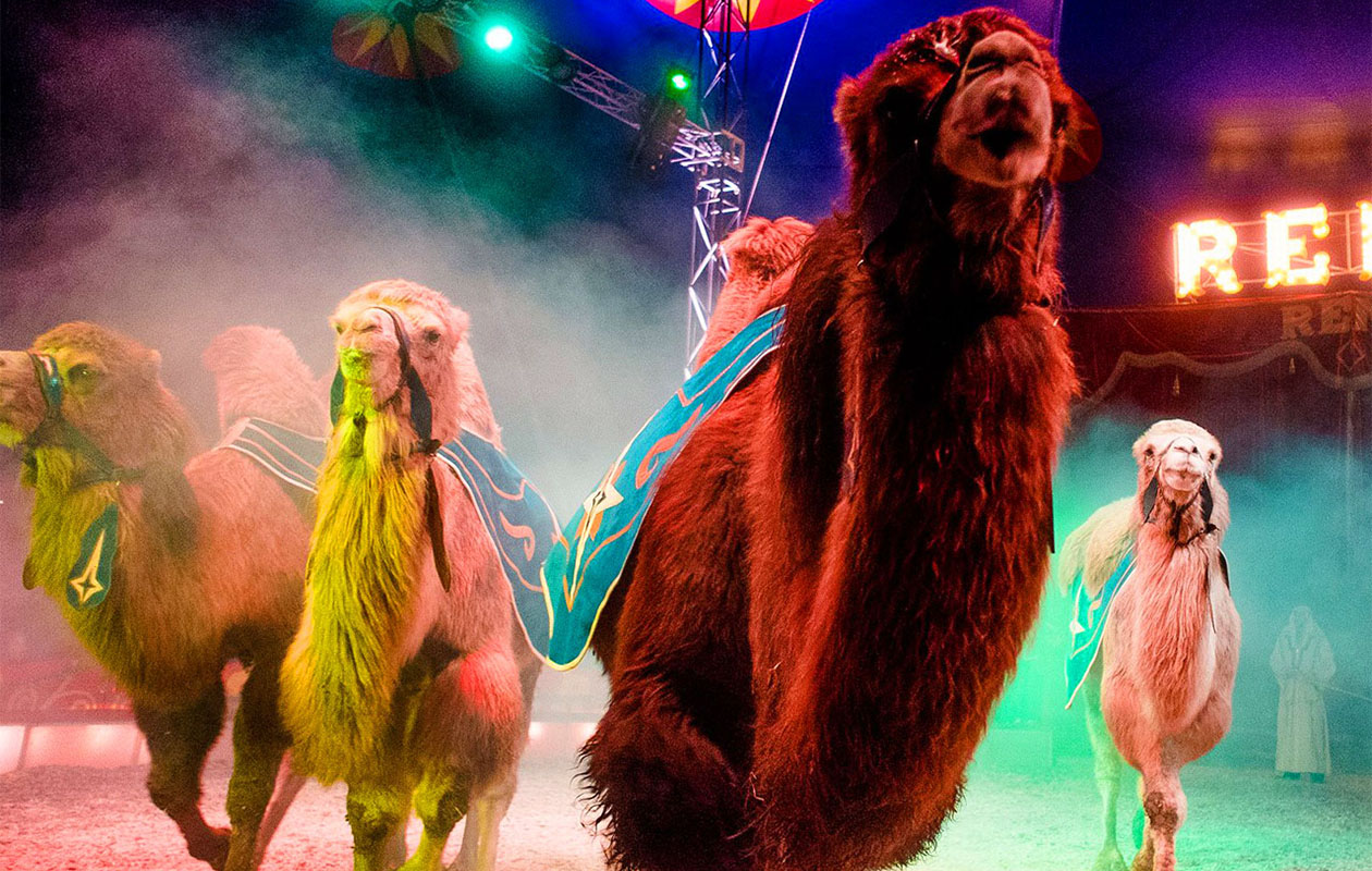 Parketticket voor Circus Renz Berlin. in Katwijk (2p.)