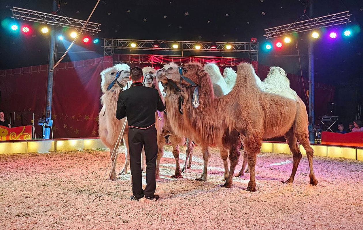 Parketticket voor Circus Renz Berlin. in Katwijk (2p.)