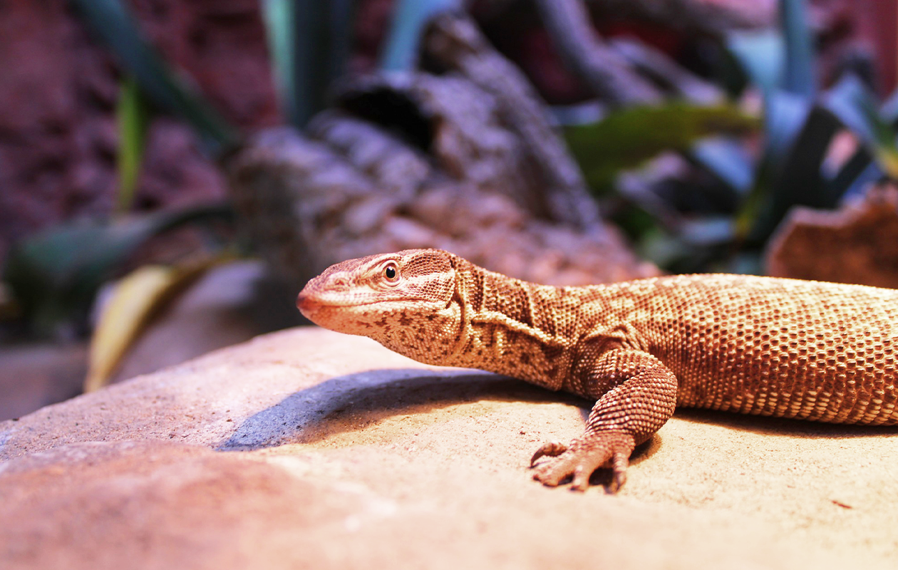 TerraZoo Familieticket voor 3 personen (DE)