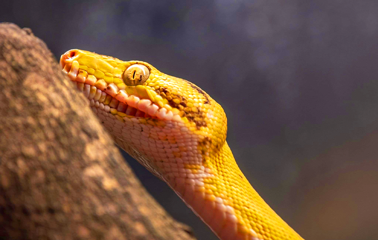 TerraZoo Familieticket voor 3 personen (DE)