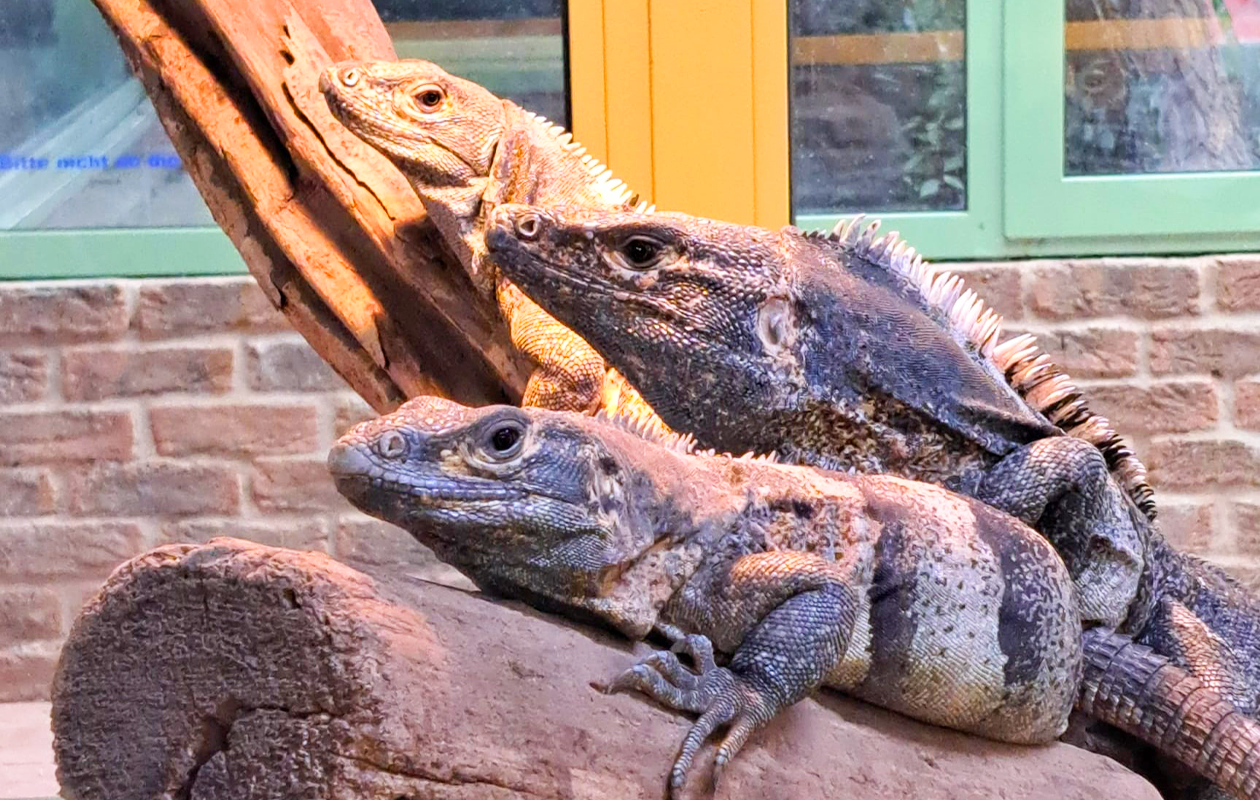 TerraZoo Familieticket voor 3 personen (DE)