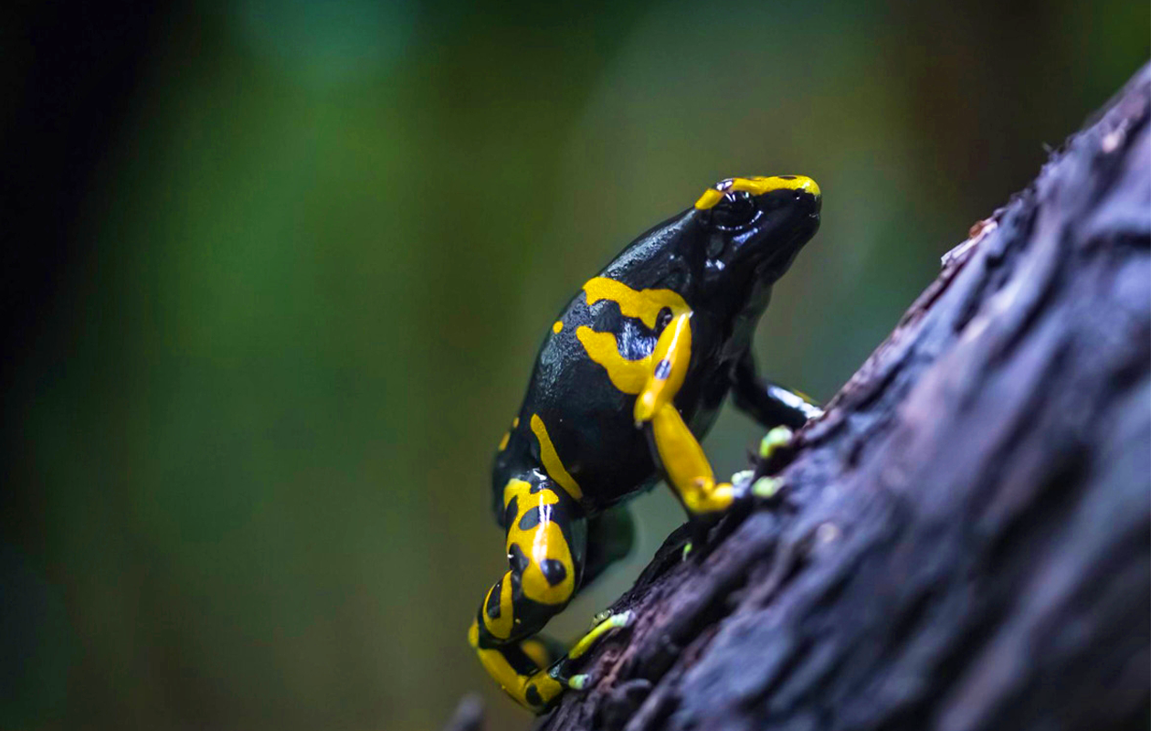 TerraZoo Familieticket voor 3 personen (DE)