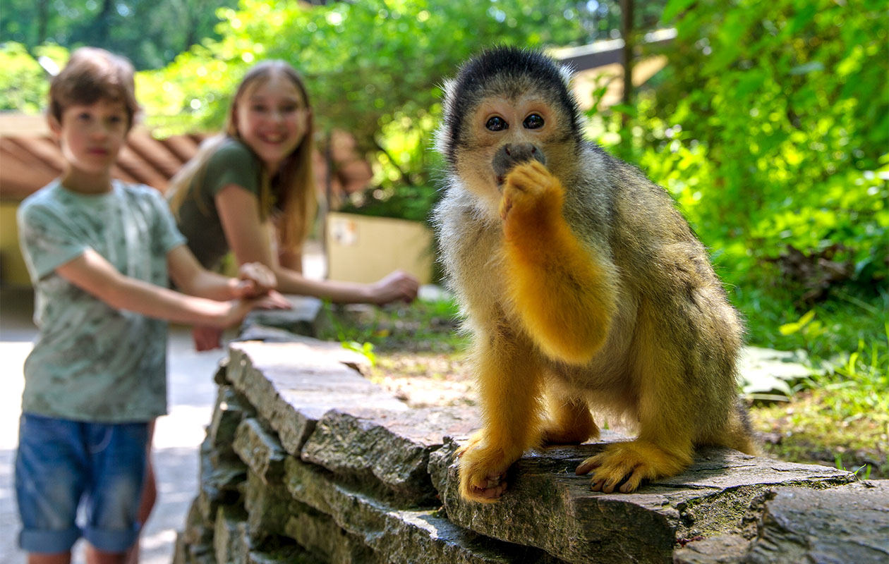 Ticket Apenheul (2p.)