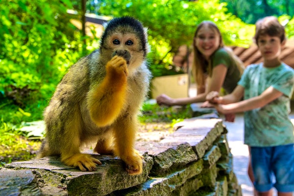 https://images.vakantieveilingen.nl/dagje-uit/dierentuinen/ticket-apenheul-korting-2/46d601.jpg?auto=enhance&auto=format&dpr=2&fit=crop&h=200&q=75&w=300
