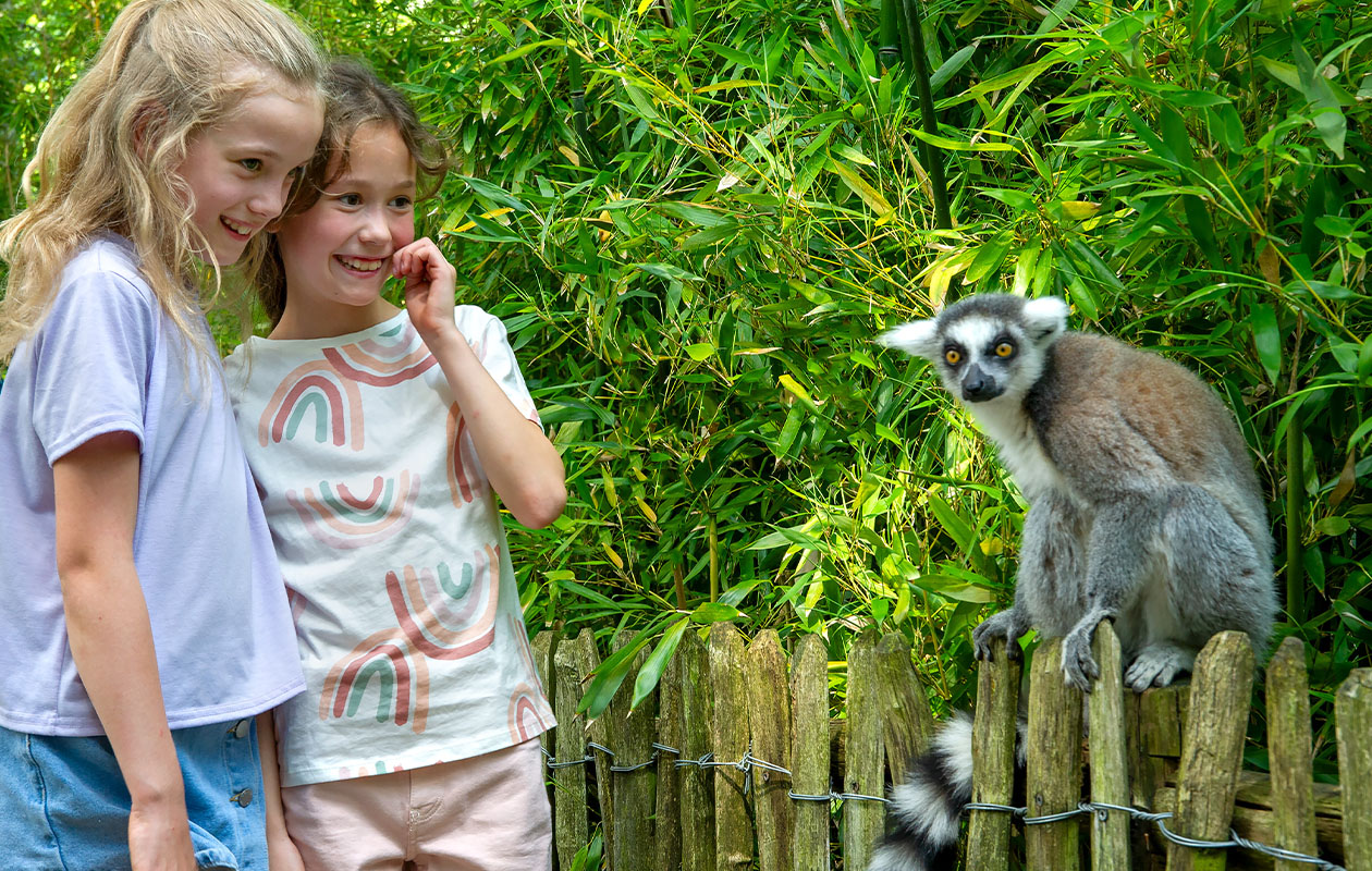 Ticket Apenheul (2p.)