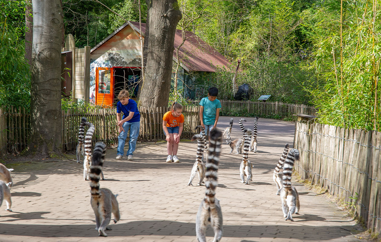 Ticket Apenheul (2p.)