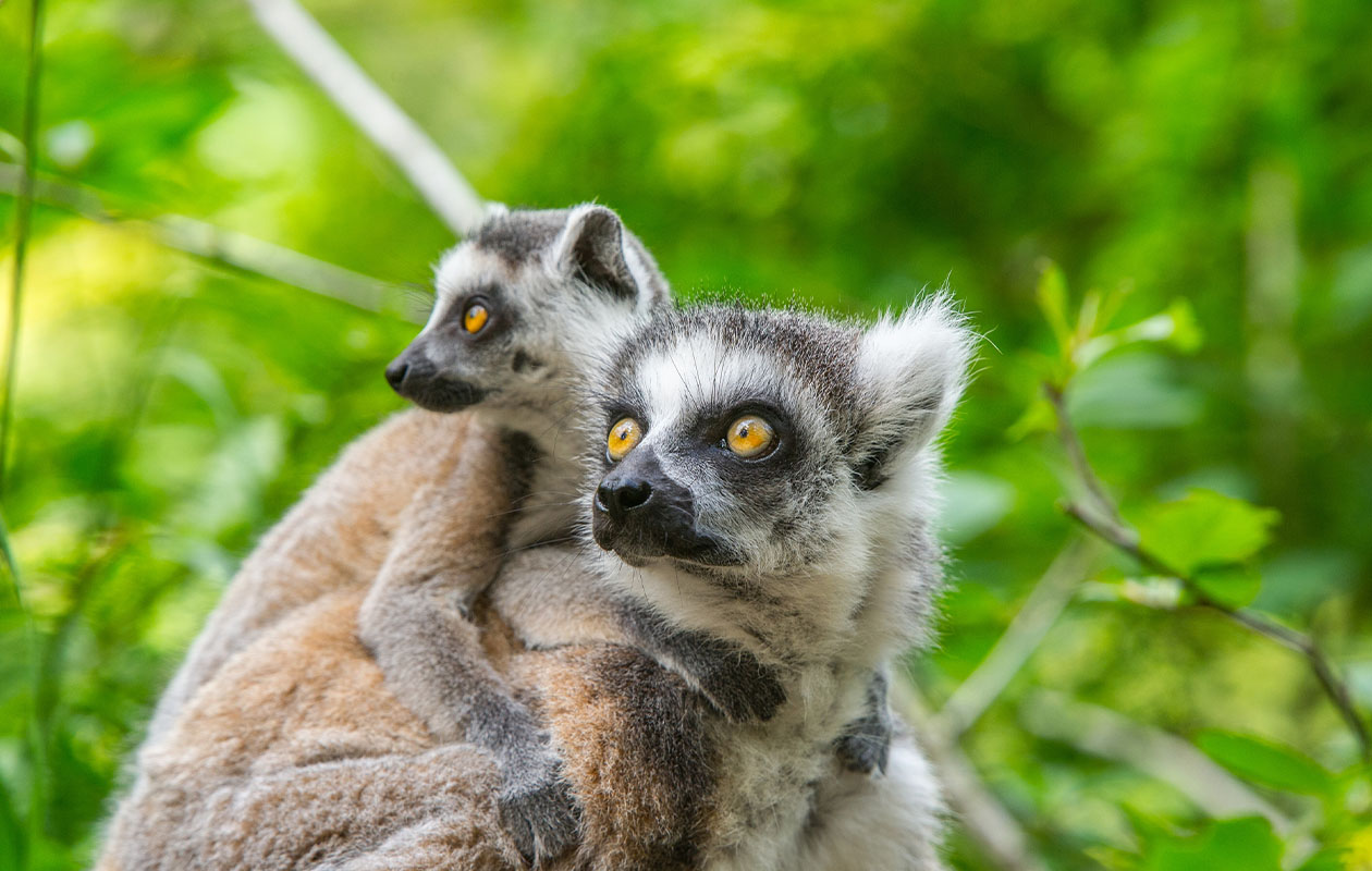 Ticket Apenheul (2p.)