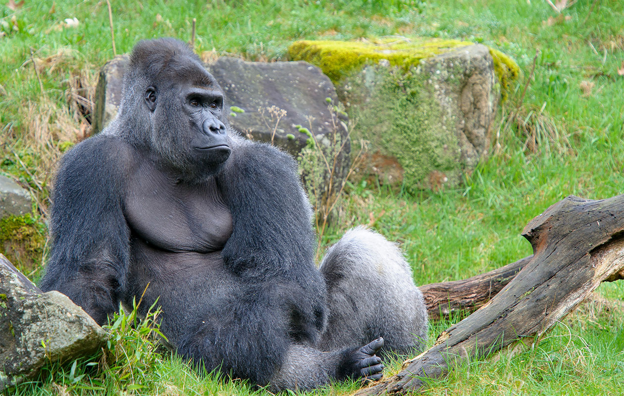 Ticket Apenheul (2p.)