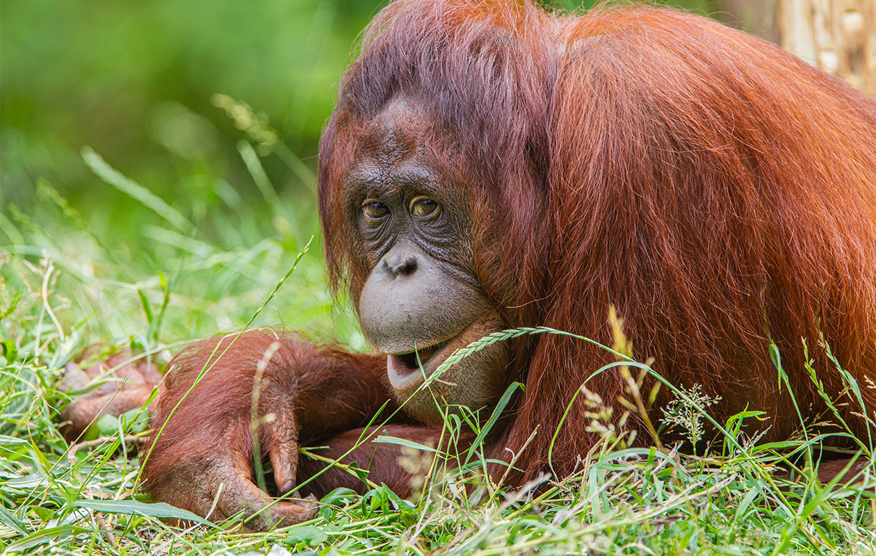 Ticket Apenheul (2p.)