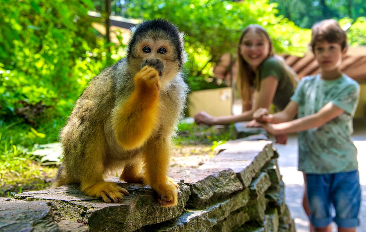 Ticket Apenheul (2p.)