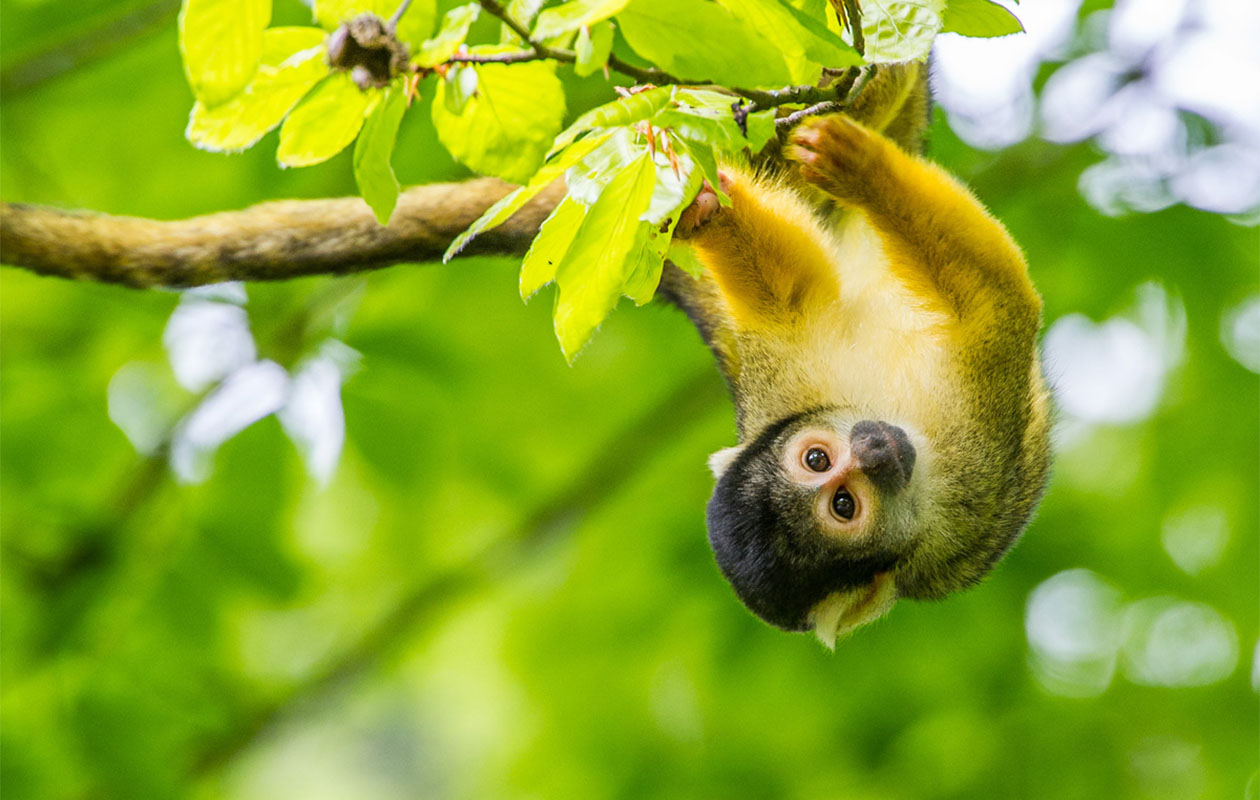 Ticket Apenheul (2p.)