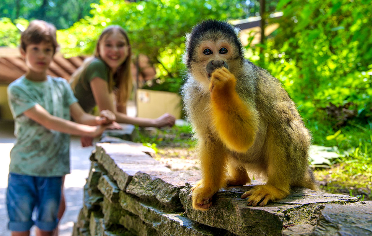 Ticket Apenheul (2p.)