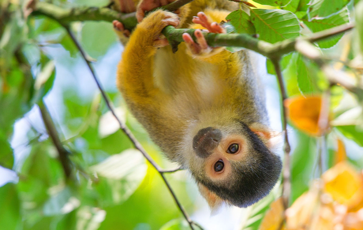 Ticket Apenheul (2p.)