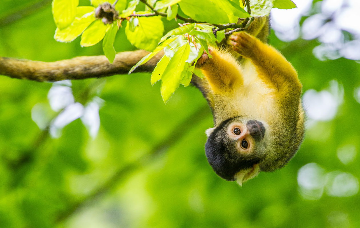 Ticket Apenheul (2p.)