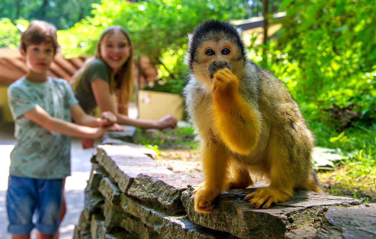 Ticket Apenheul (2p.)