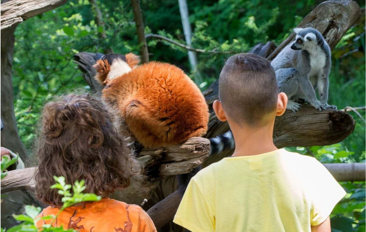 Ticket Apenheul (2p.)