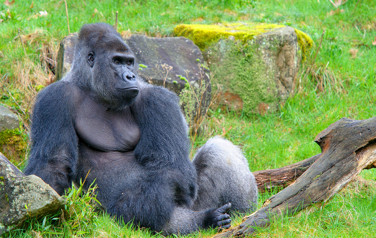 Ticket Apenheul (2p.)