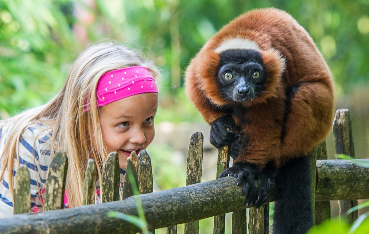 Ticket Apenheul (2p.)