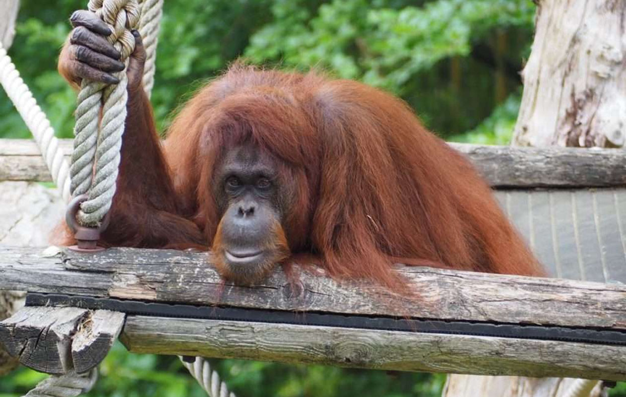 Ticket Apenheul (2p.)