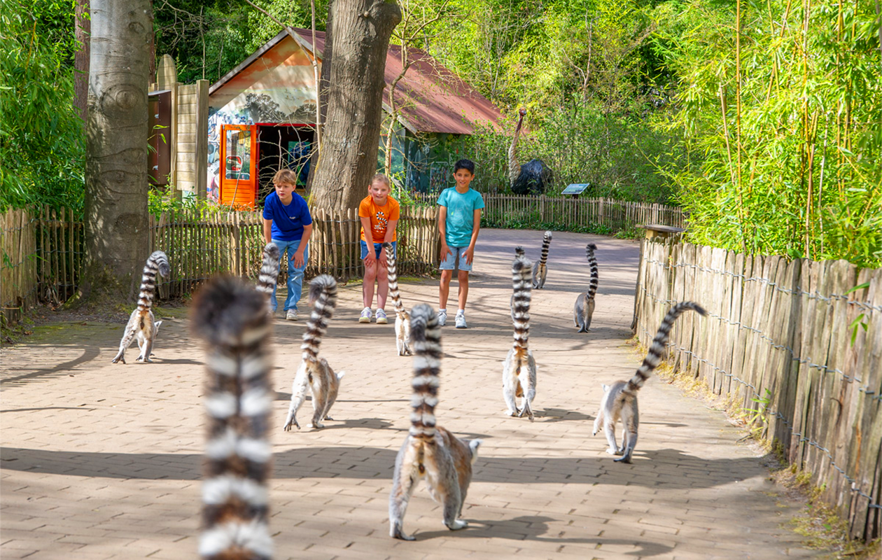 Ticket Apenheul (2p.)