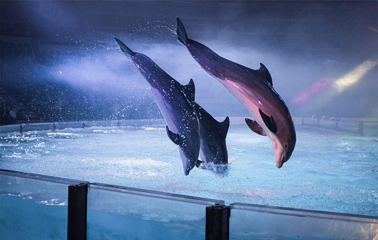 Ticket Boudewijn Seapark (2p.)