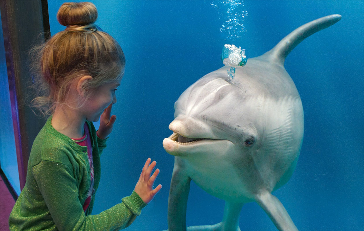 Ticket Boudewijn Seapark (2p.)