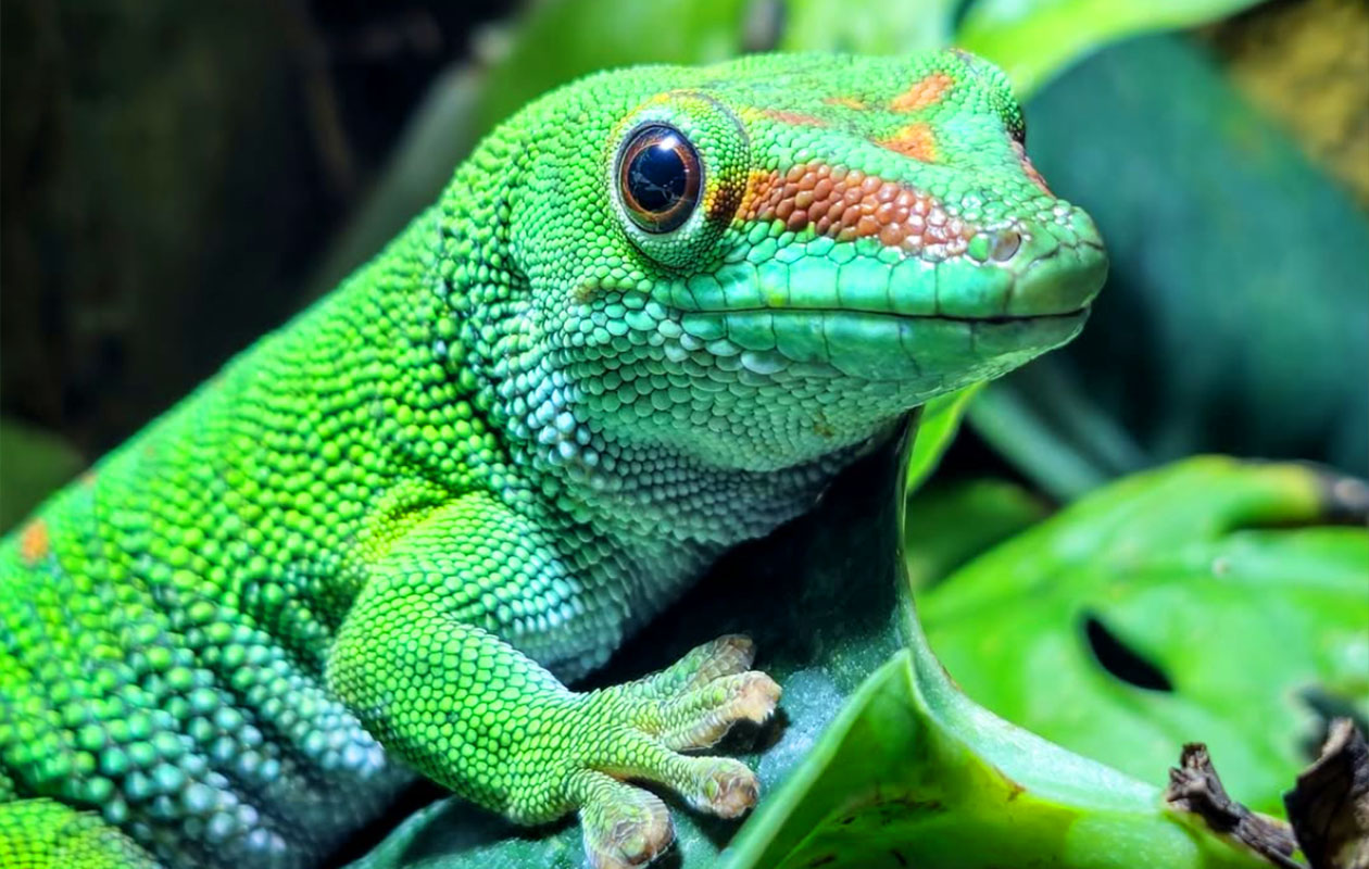 Ticket De Oliemeulen (2p.)