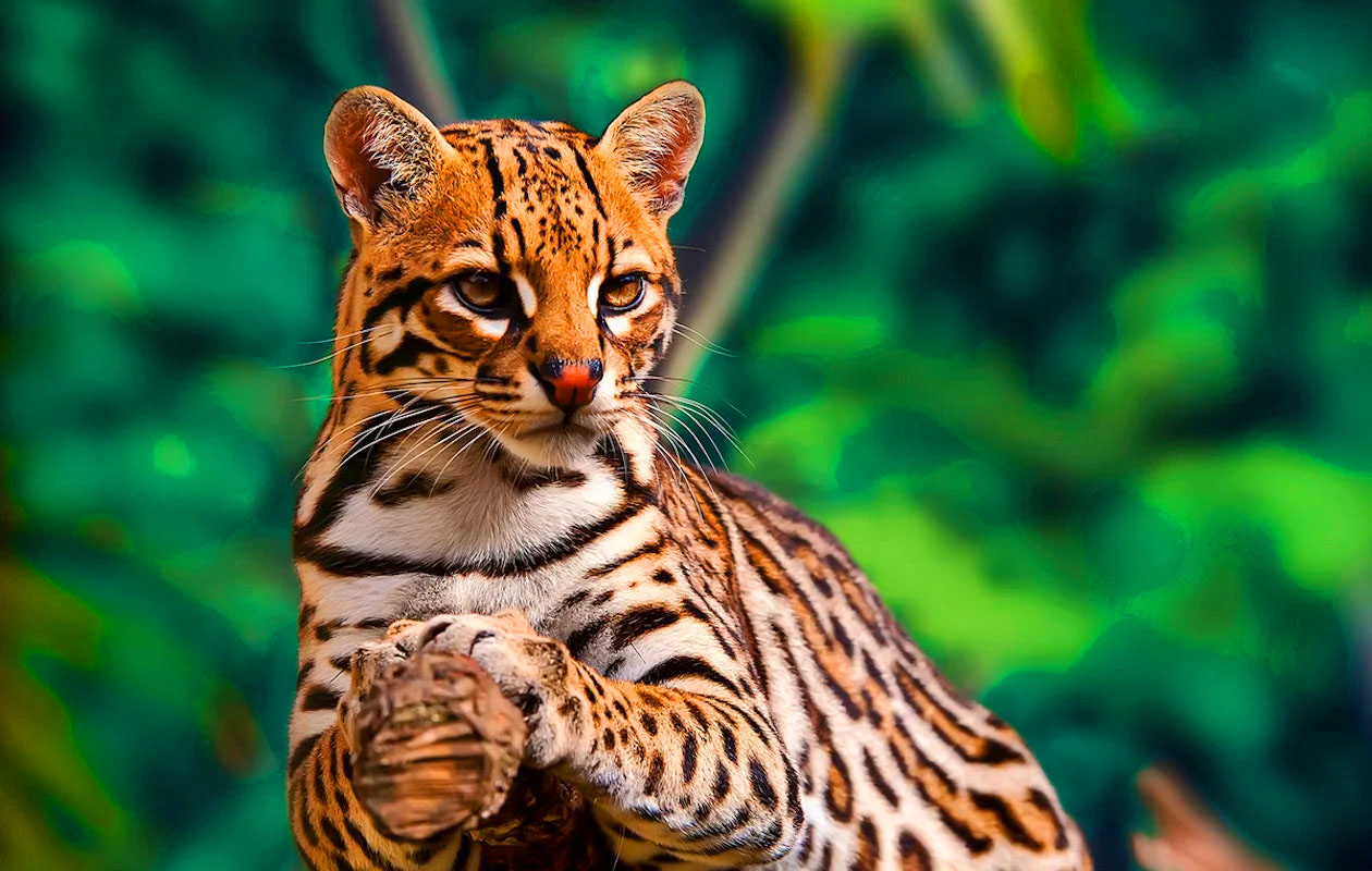 Ticket De Oliemeulen (2p.)