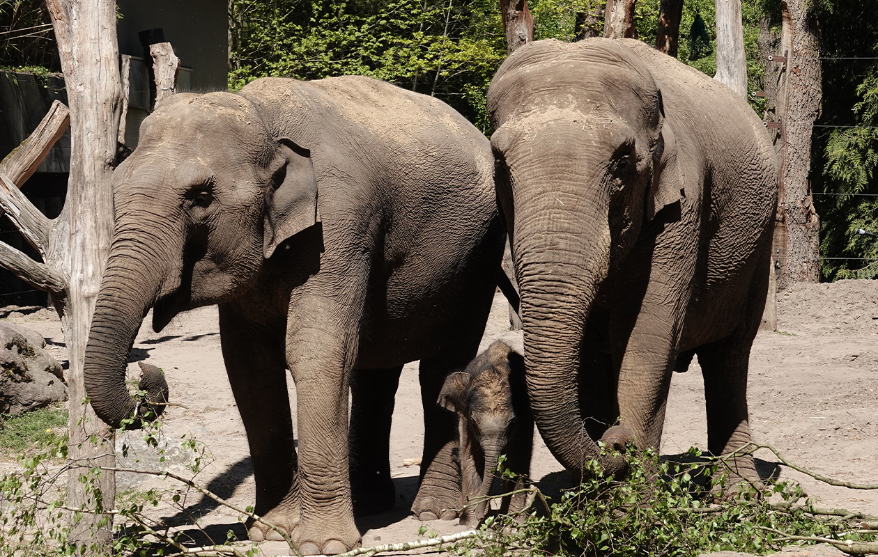 DierenPark Amersfoort tickets (2 personen)