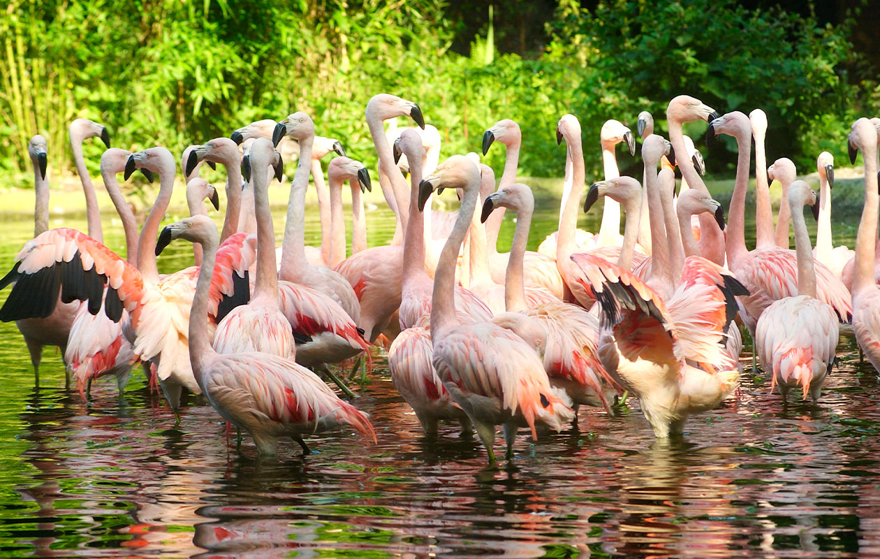 Ticket Dierenpark Amersfoort (2p.)