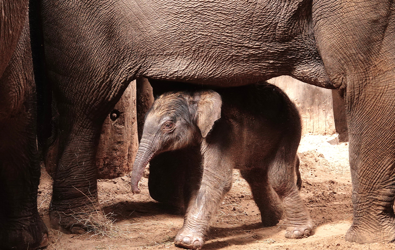 DierenPark Amersfoort tickets (2 personen)