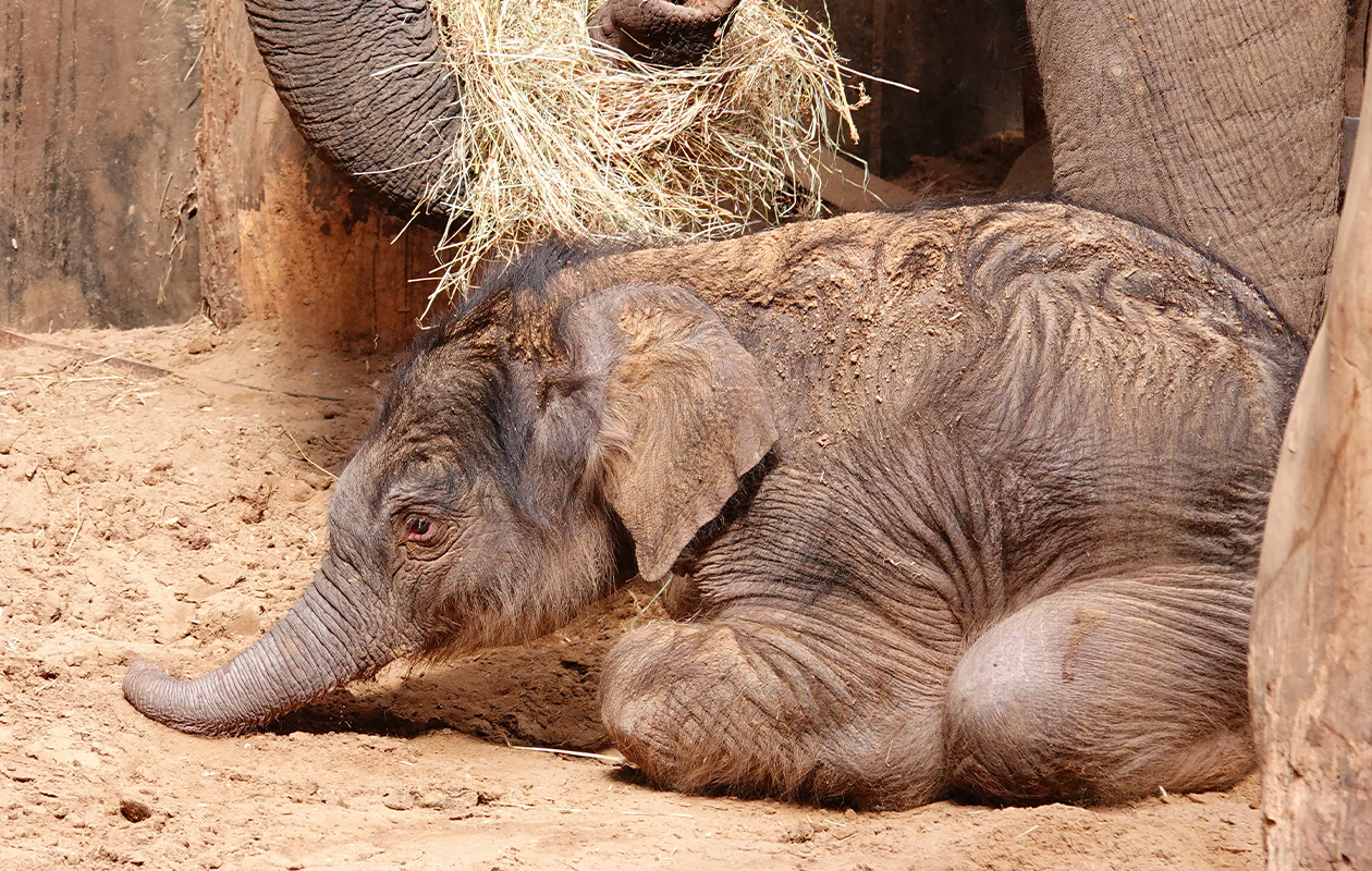 DierenPark Amersfoort tickets (2 personen)