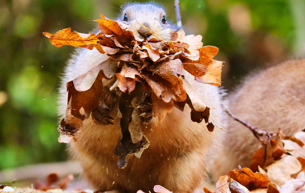 Ticket Dierenpark Amersfoort (2p.)