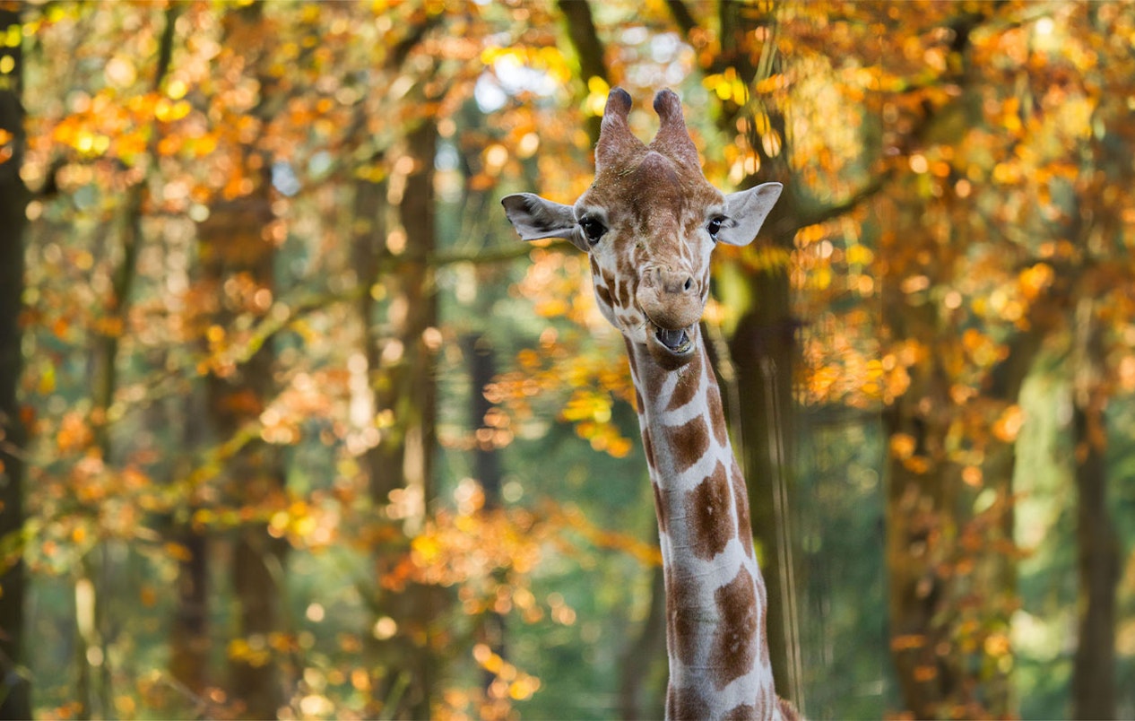 Ticket Dierenpark Amersfoort (2p.)