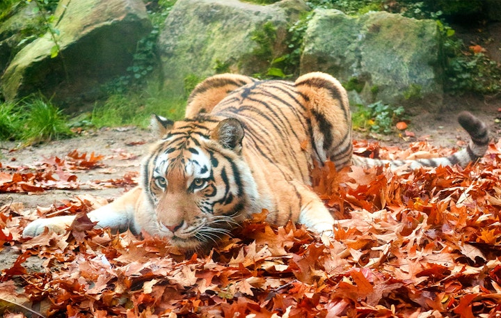 Ticket Dierenpark Amersfoort (2p.)