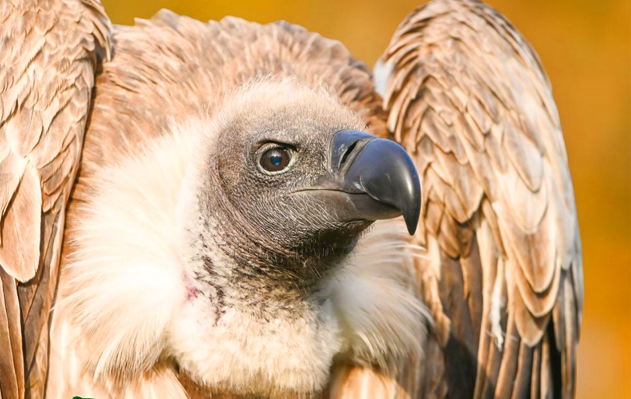 Ticket voor Dierenpark Zie-ZOO (2p.)