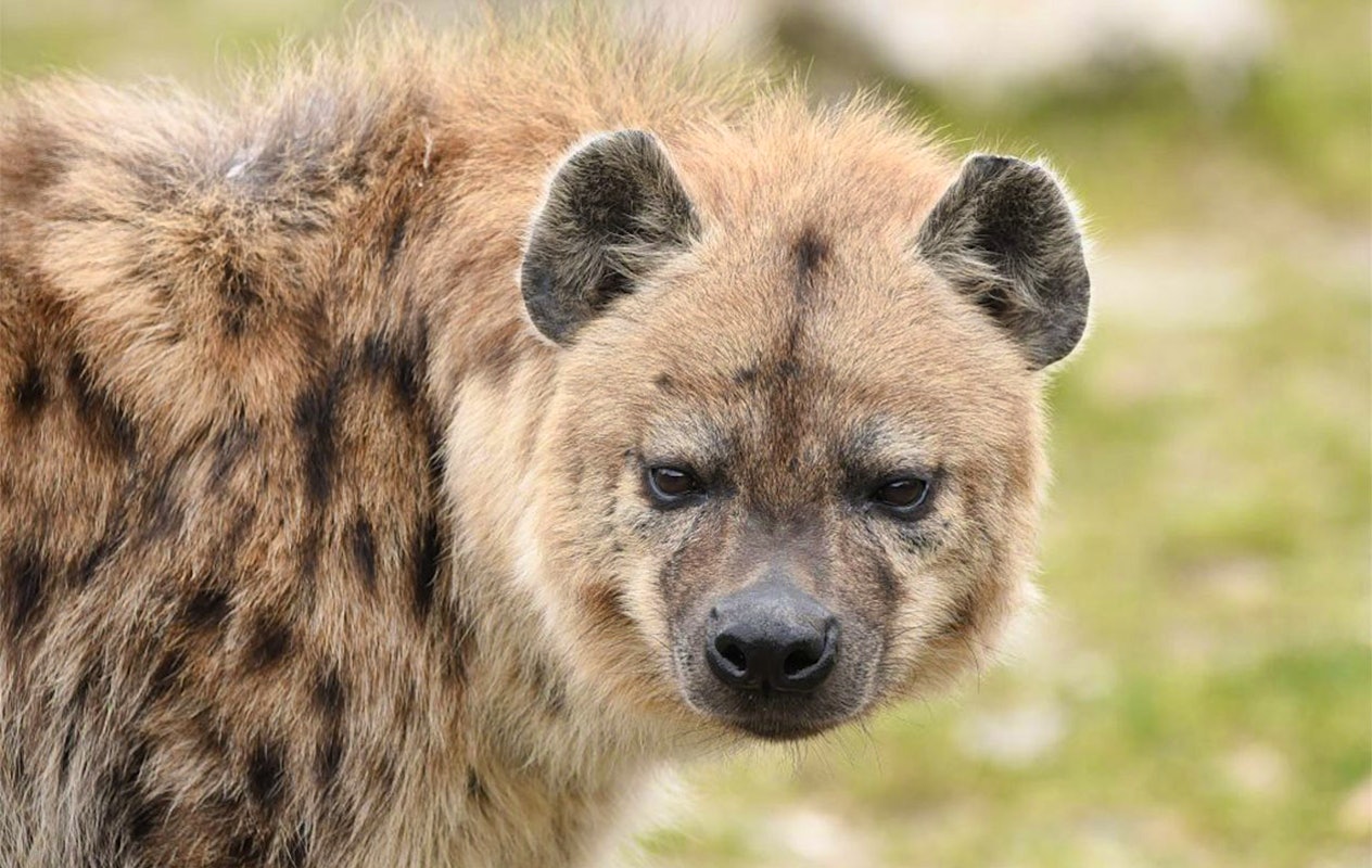 Ticket voor Dierenpark Zie-ZOO (2p.)