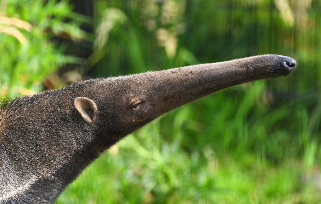 Ticket voor Dierenpark Zie-ZOO (2p.)