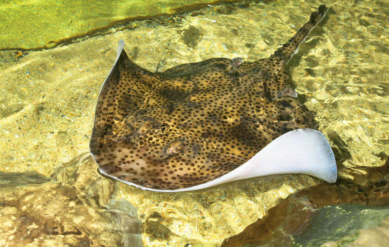 Ticket Dolfinarium (2p.)