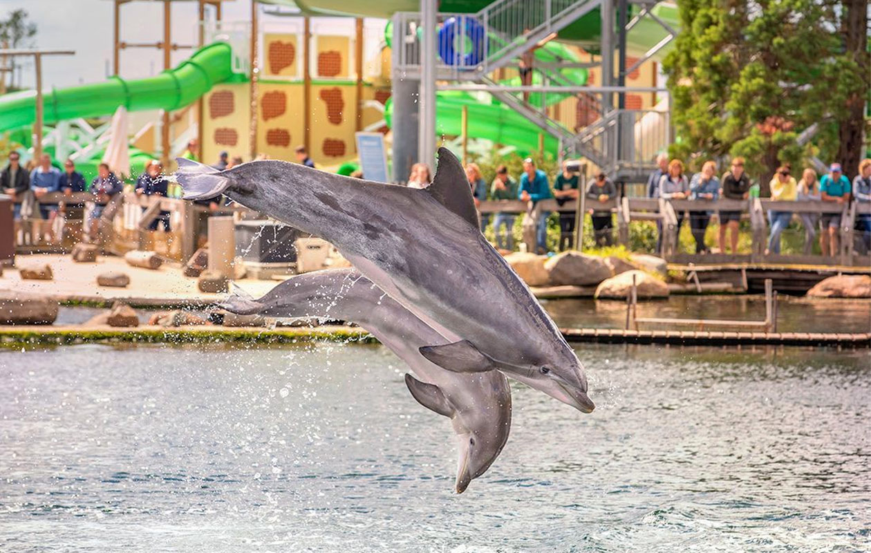 Ticket Dolfinarium (2p.)