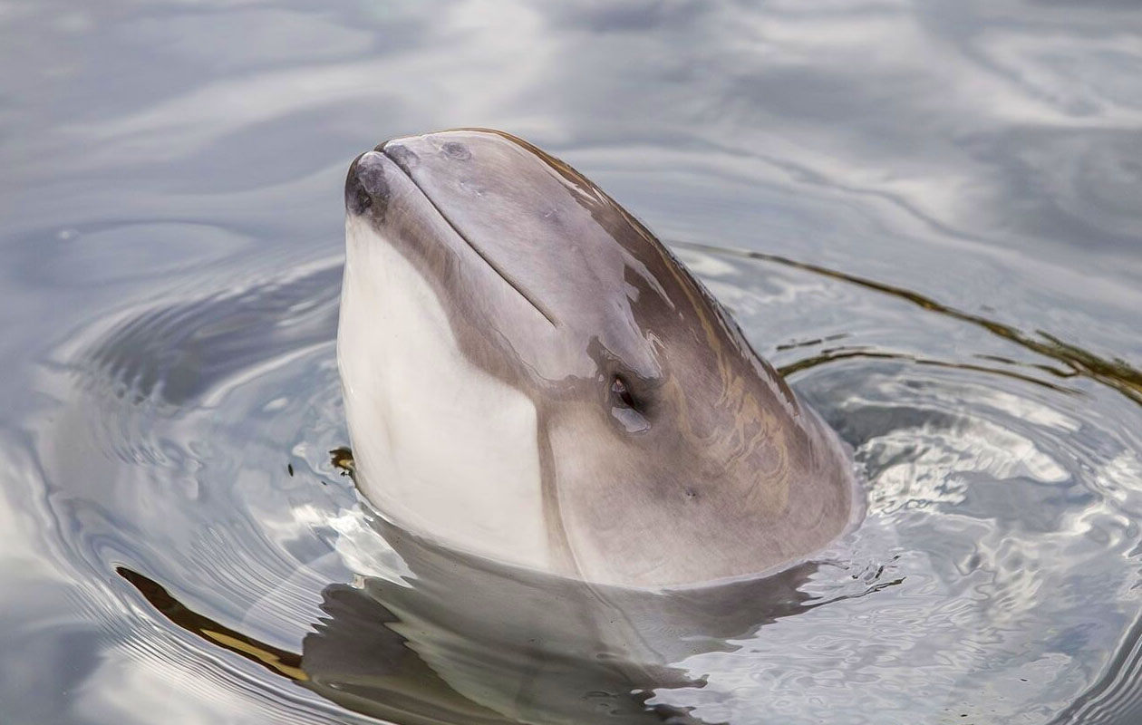 Ticket Dolfinarium (2p.)