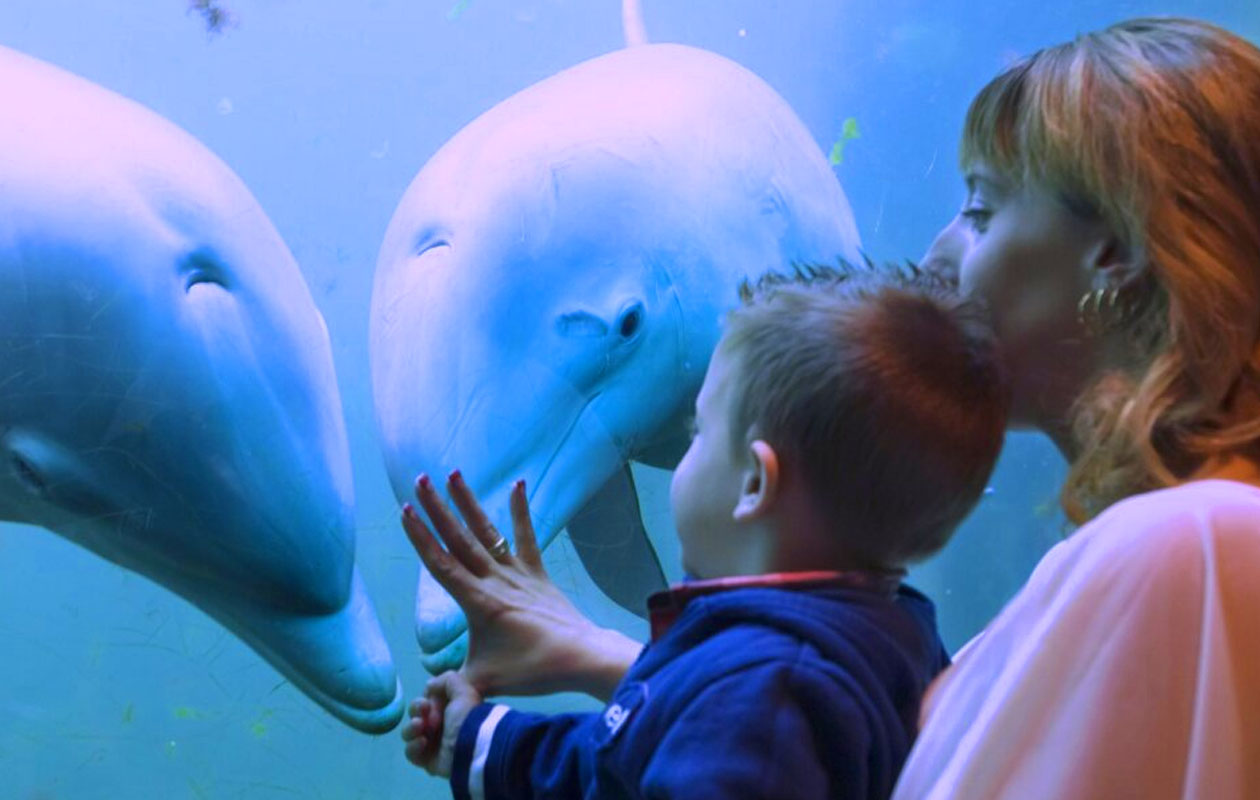 Ticket Dolfinarium (2p.)