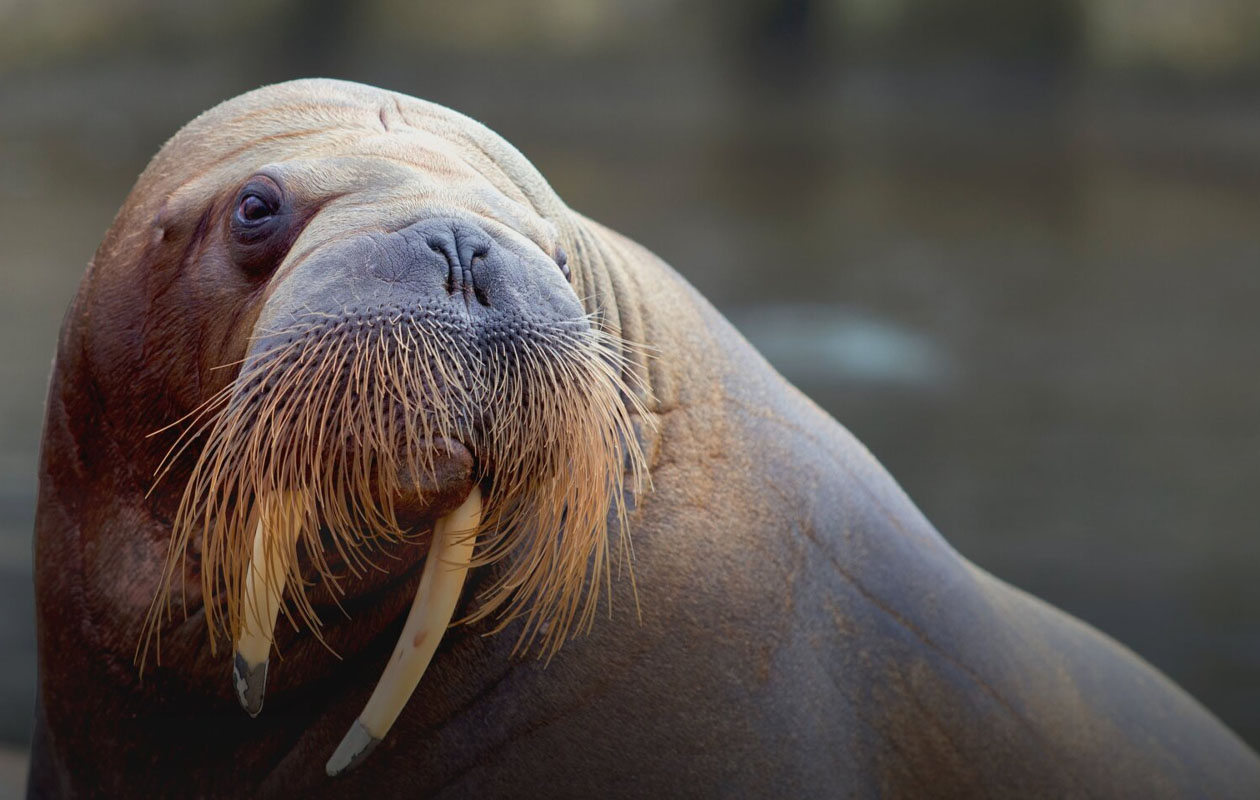 Ticket Dolfinarium (2p.)