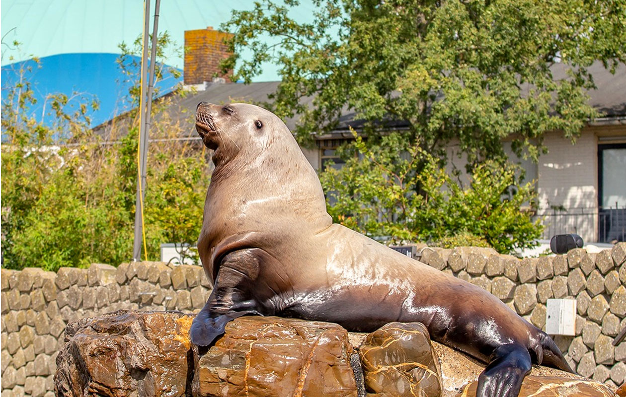 Ticket Dolfinarium (2p.)