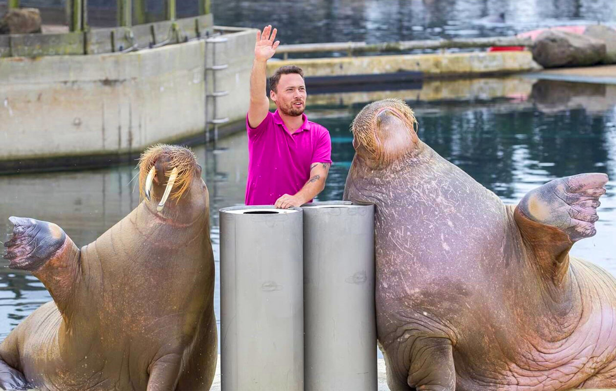 Ticket Dolfinarium (2p.)