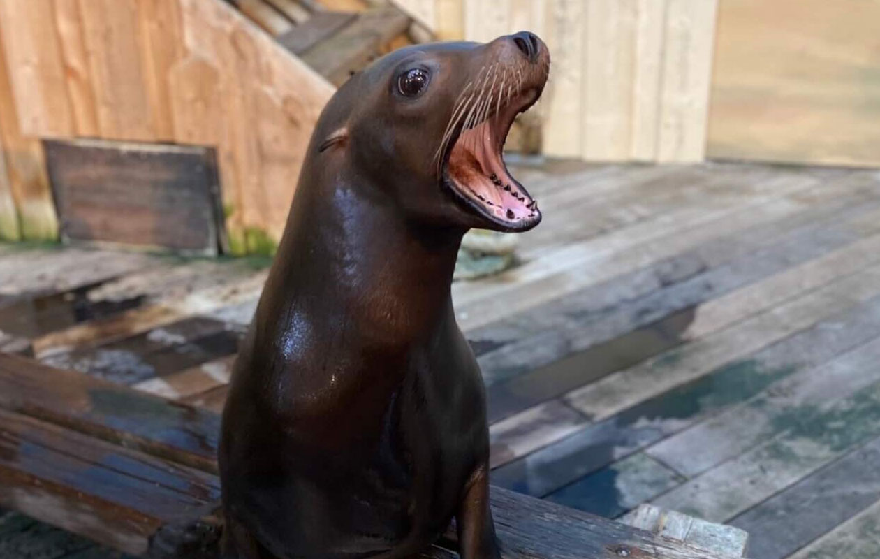 Ticket Dolfinarium (2p.)