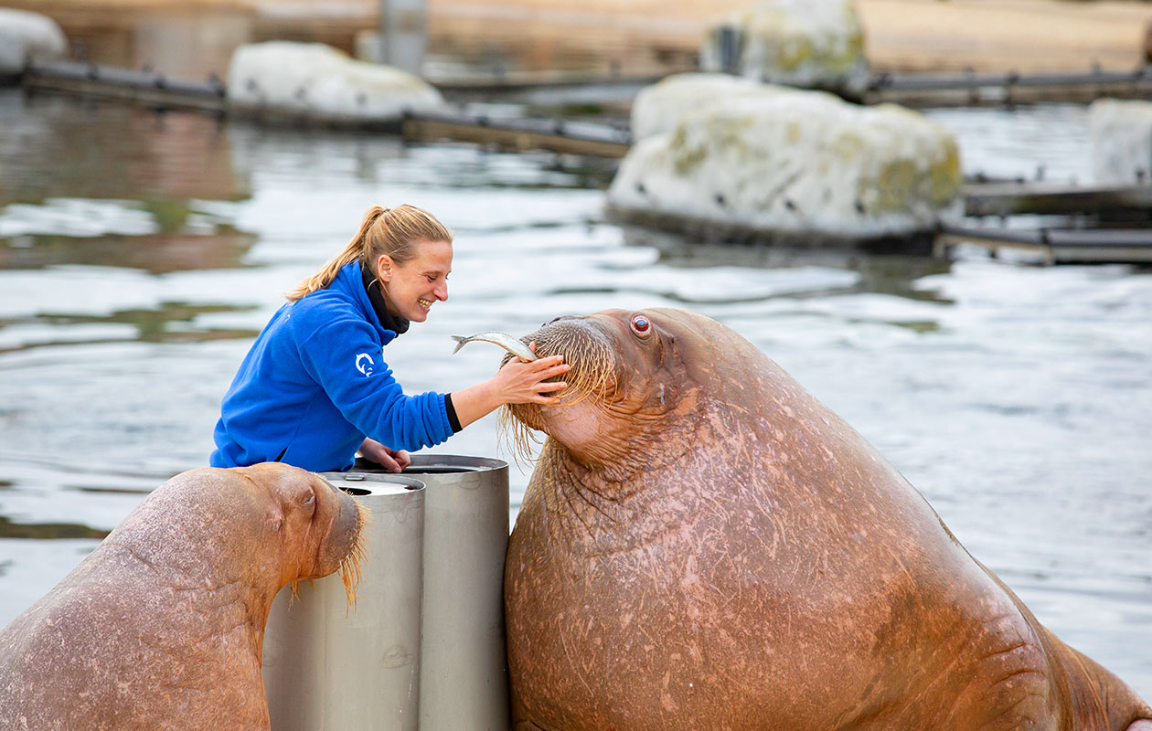 Ticket Dolfinarium (2p.)