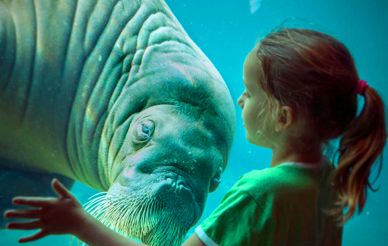 Ticket Dolfinarium (2p.)