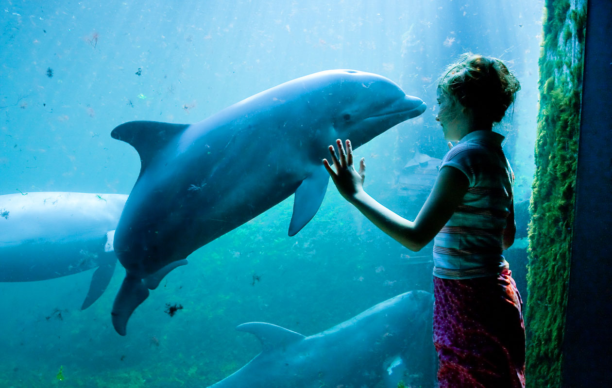 Ticket Dolfinarium (2p.)